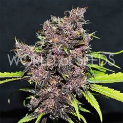 Purple Afghan Kush Ryder, Фасовка: 1